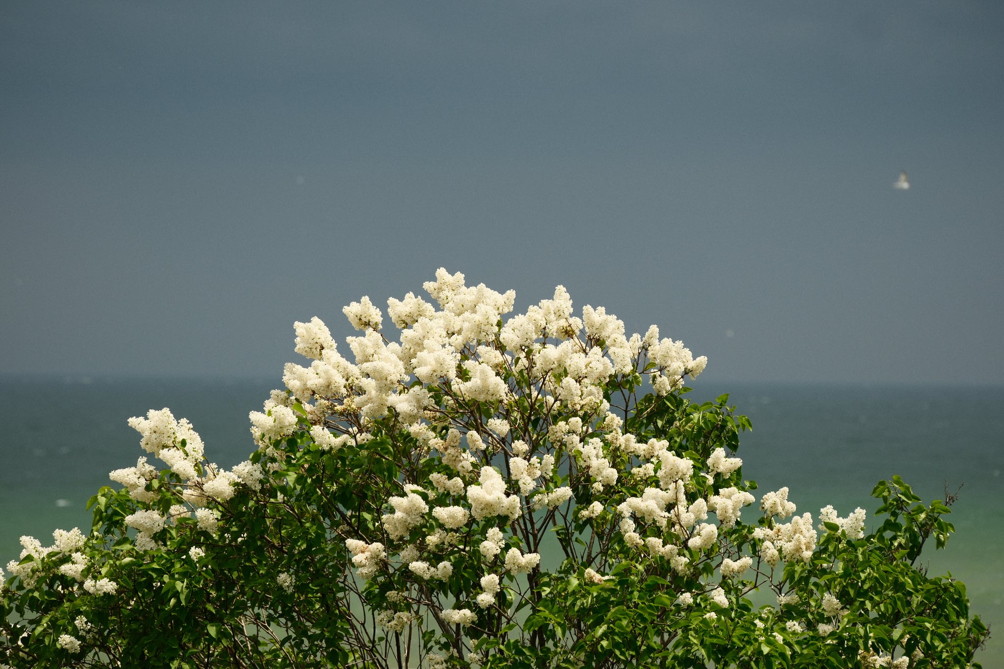 White flowering shrub on a cliff with the ocean and hazy sky in the background