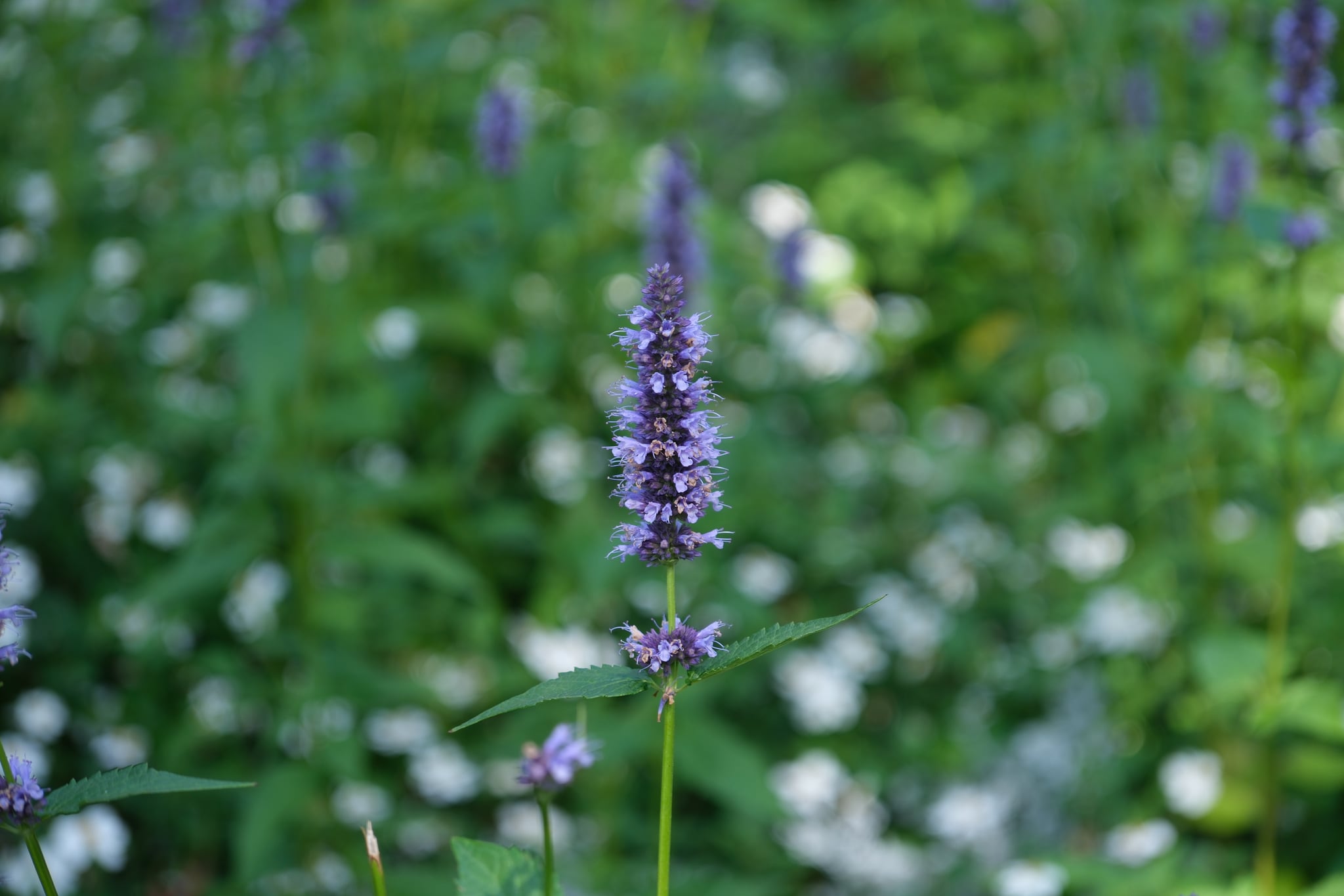 Single purple lavender flower spike in soft focus against a green bokeh background