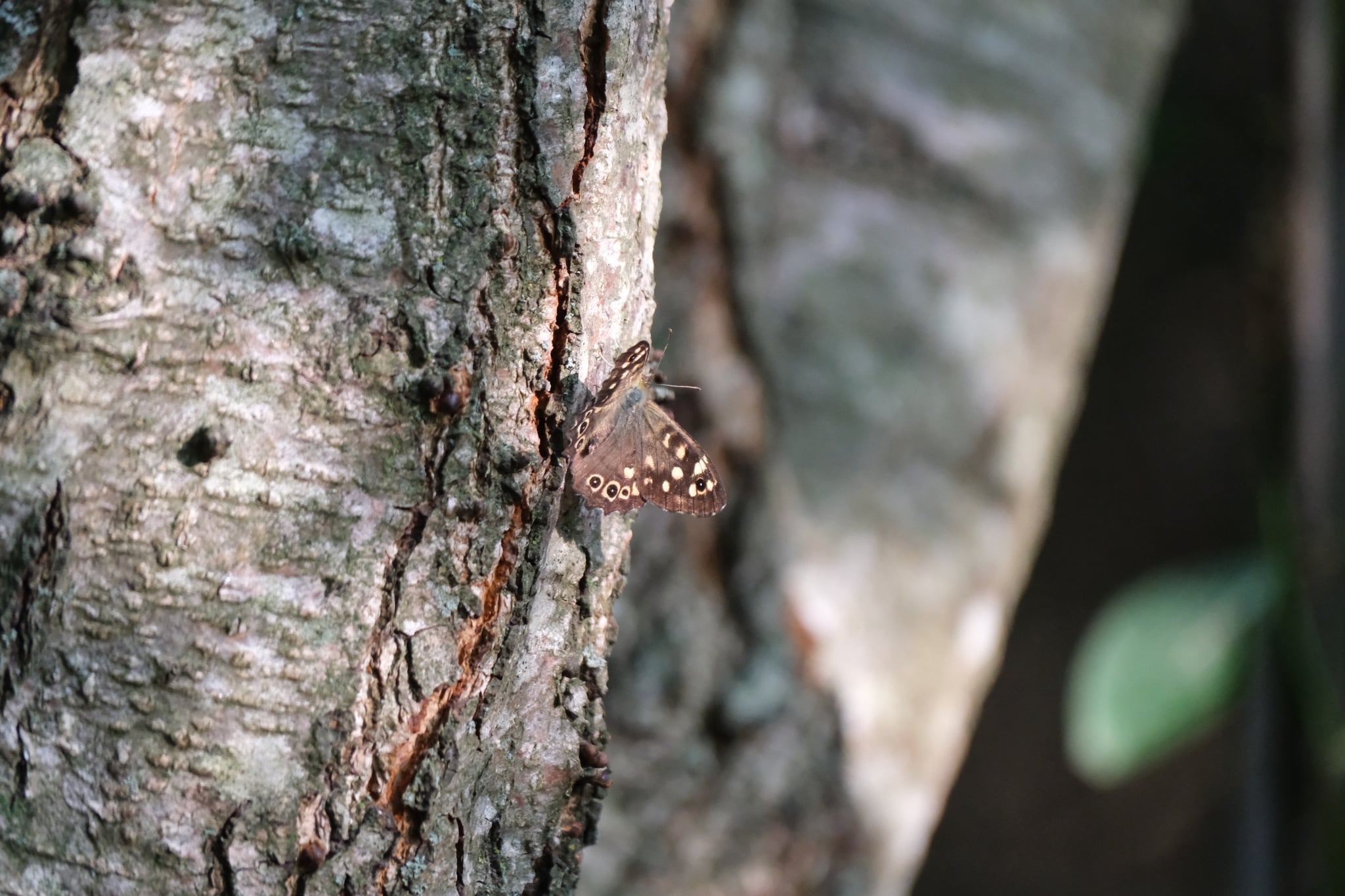 Small spotted moth resting on rough tree bark in a close-up view