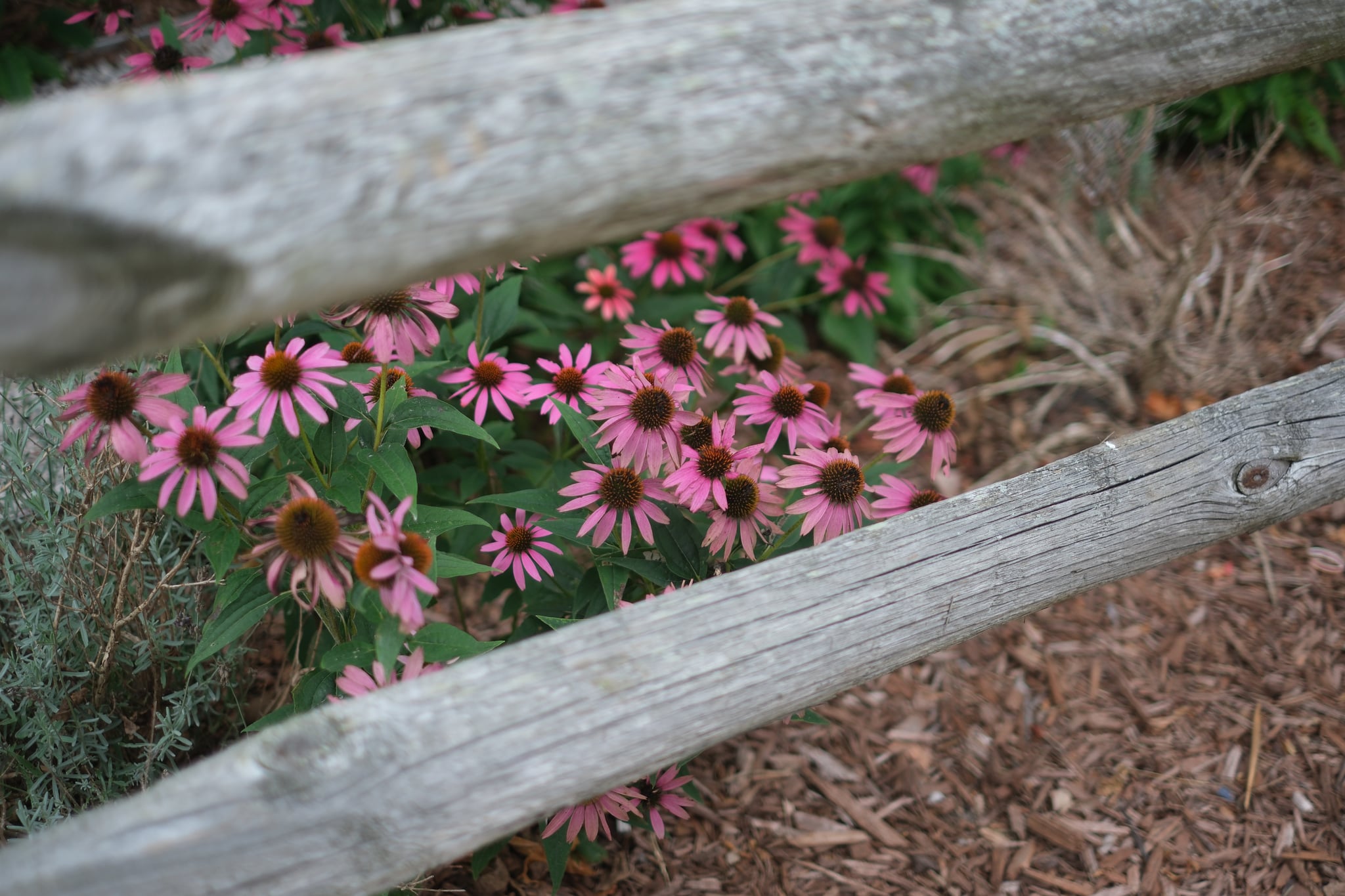 Pink coneflowers and foliage behind a weathered wooden fence in a mulched garden bed