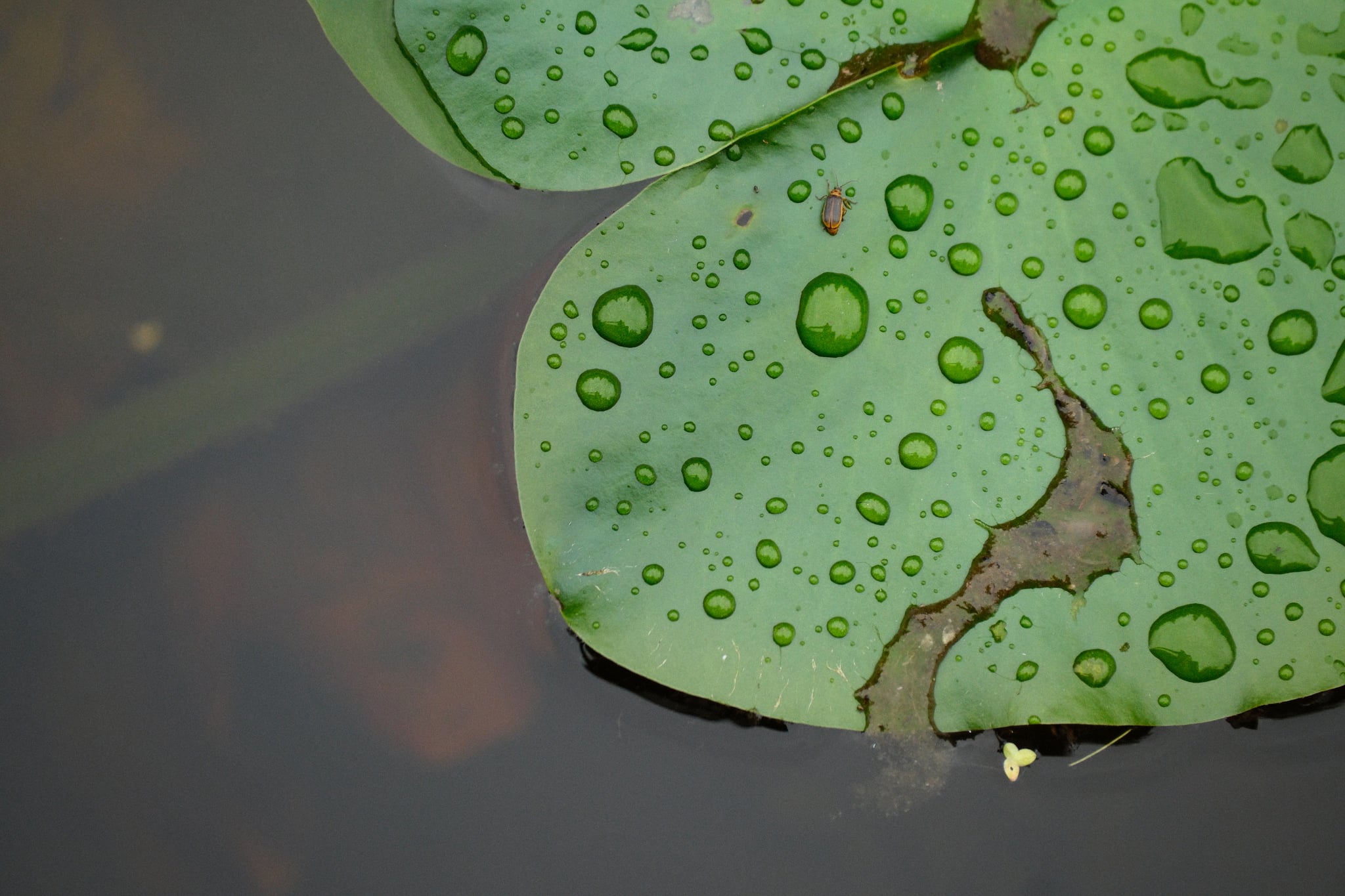 Close-up of a green lily pad covered in water droplets floating on dark, still water