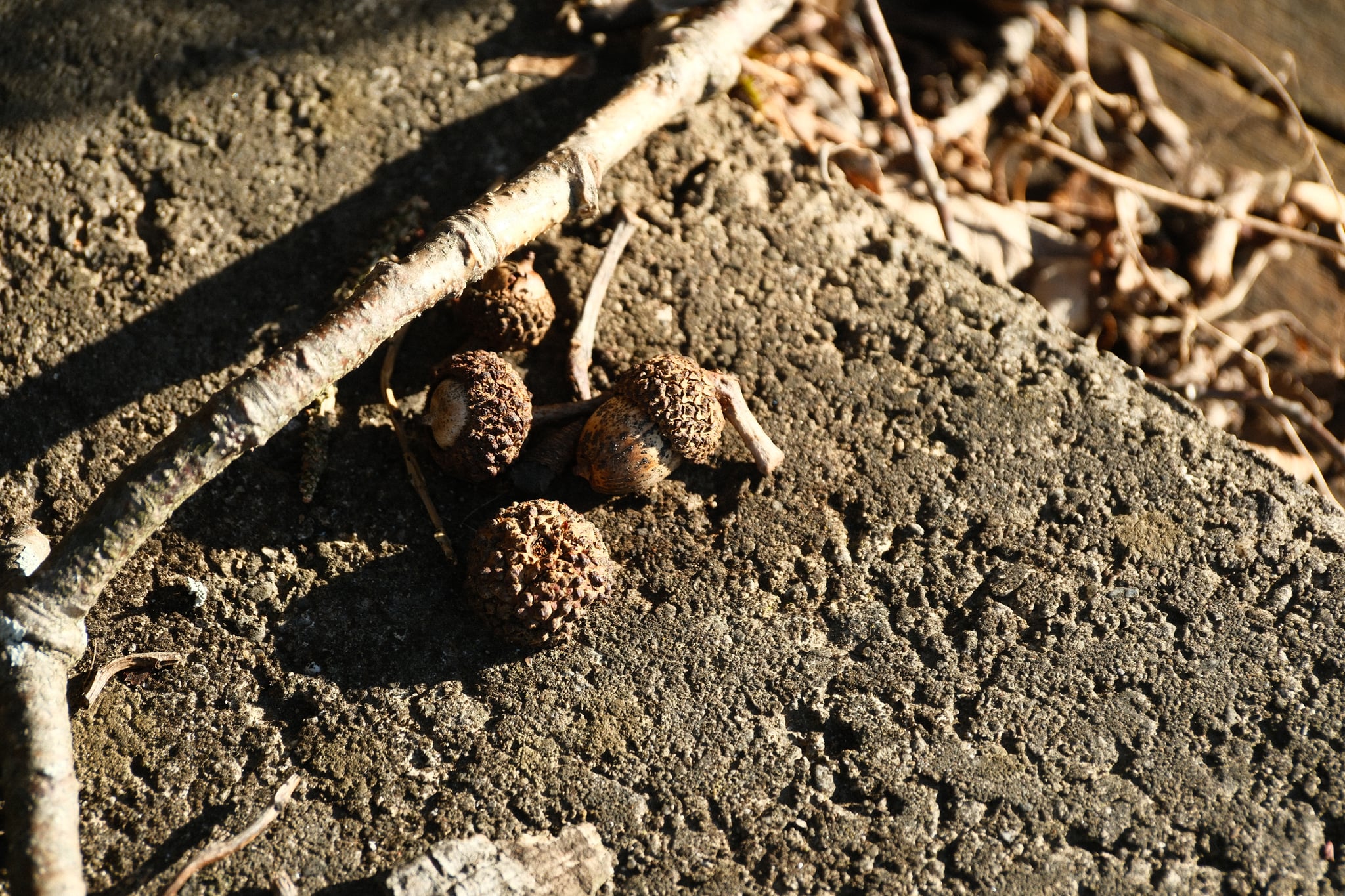 Aged acorns on cracked concrete near a metal railing in sunlight