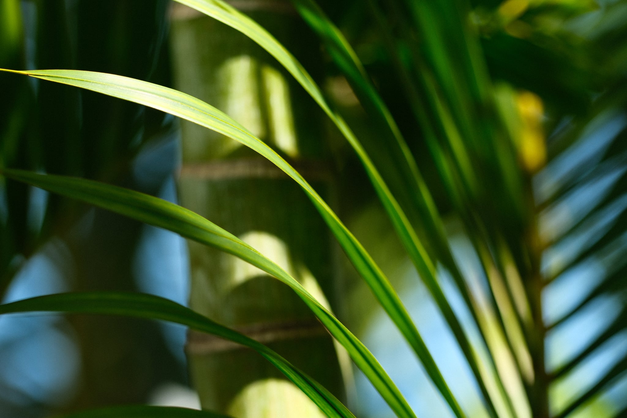 Close-up of green palm leaves with sunlight filtering through and a softly blurred background