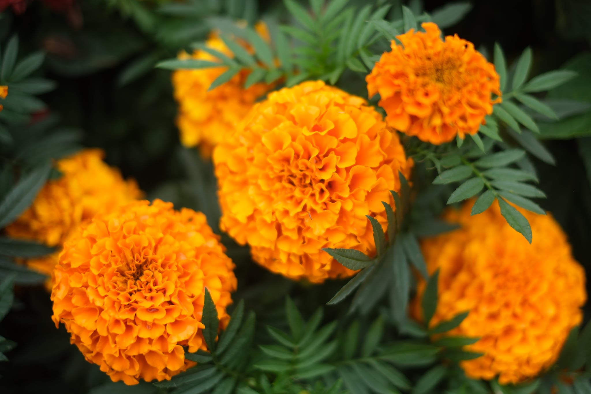Close-up of vibrant orange marigold flowers with green foliage in soft natural light