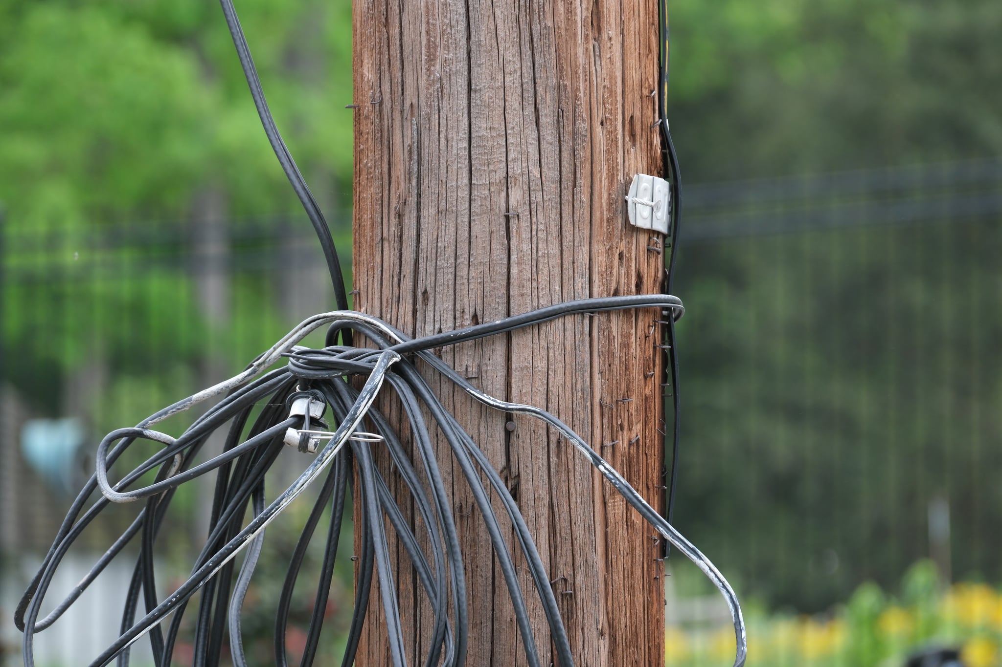 Close-up of bundled electrical wires and cables secured to a wooden utility pole with a blurred green background
