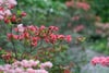 Vibrant pink and red azalea blossoms with buds in sharp focus against a softly blurred green garden background
