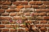 Small cluster of pink and white flowers growing from a crack in a weathered red brick wall