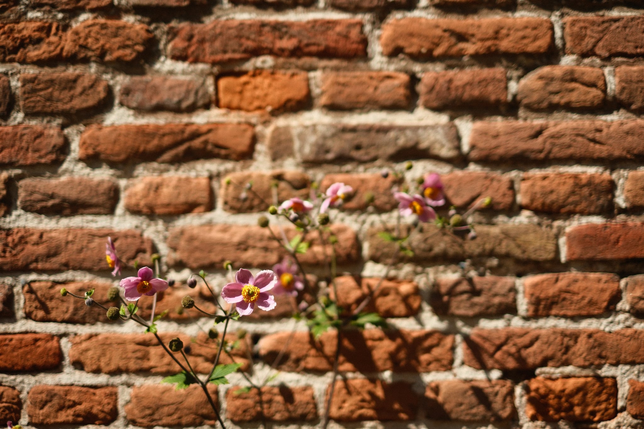 Small cluster of pink and white flowers growing from a crack in a weathered red brick wall