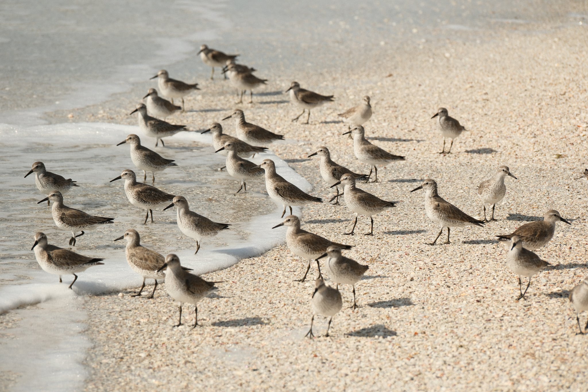 Flock of small shorebirds feeding along a sandy beach near the waterline