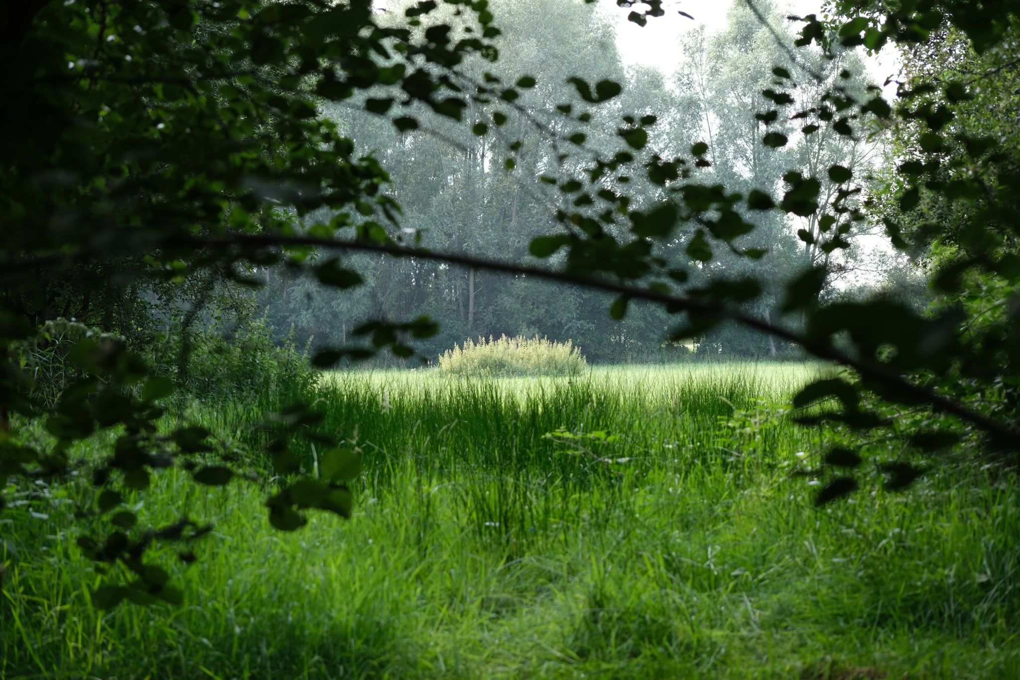 Sunlit green meadow bordered by dense forest, framed by leafy branches with morning mist in the background
