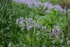 Small purple wildflowers blooming among tall green grass and foliage in a natural meadow setting