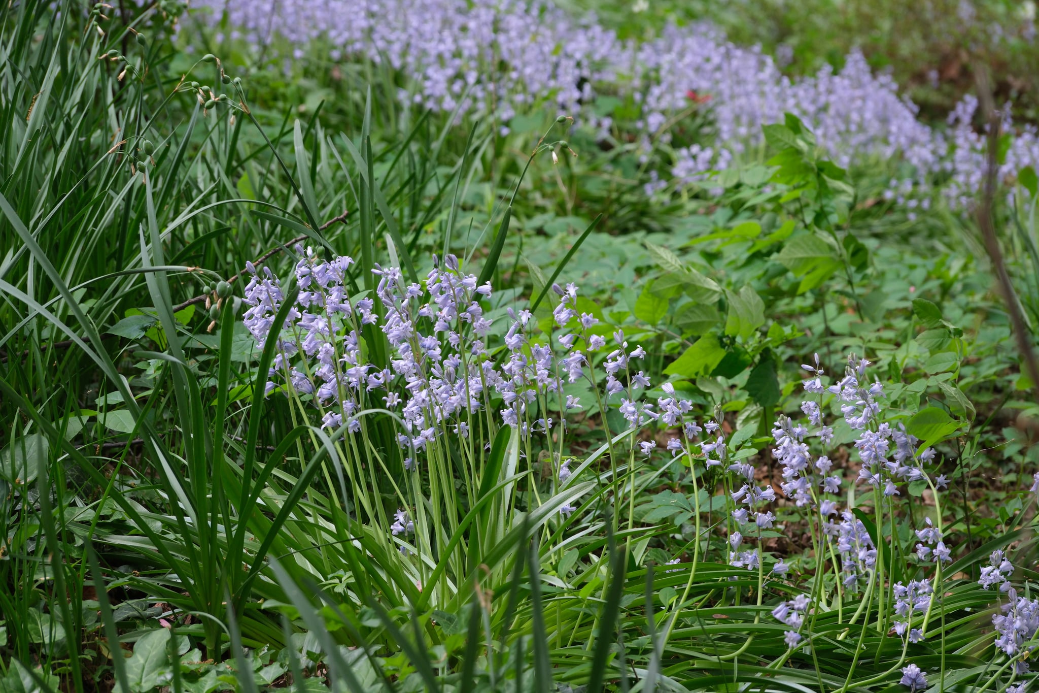Small purple wildflowers blooming among tall green grass and foliage in a natural meadow setting