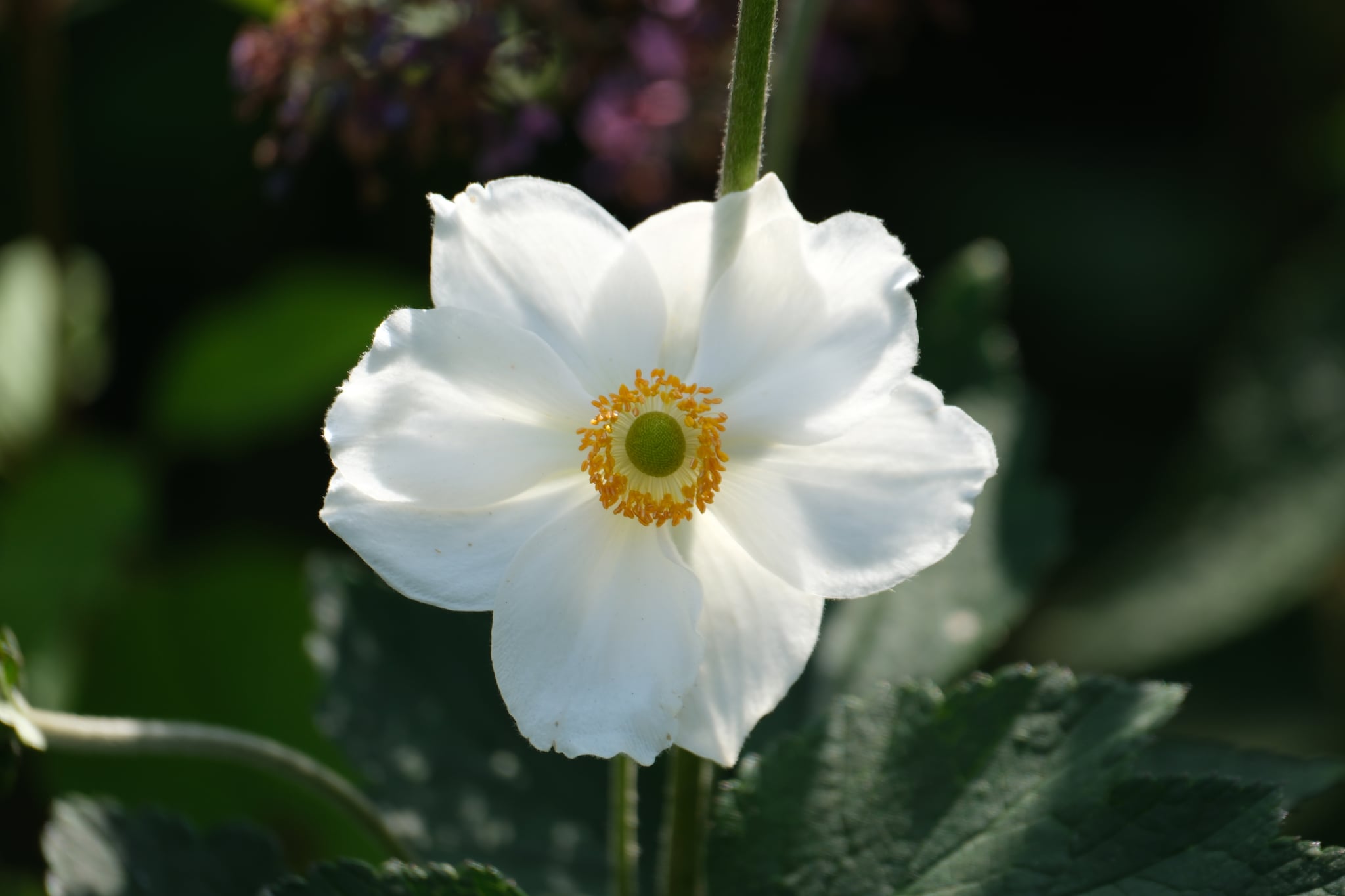 Close-up of a white anemone flower with a yellow center against a dark green garden background