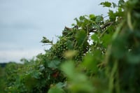 Close-up of lush green grapevines in a vineyard with a softly blurred background