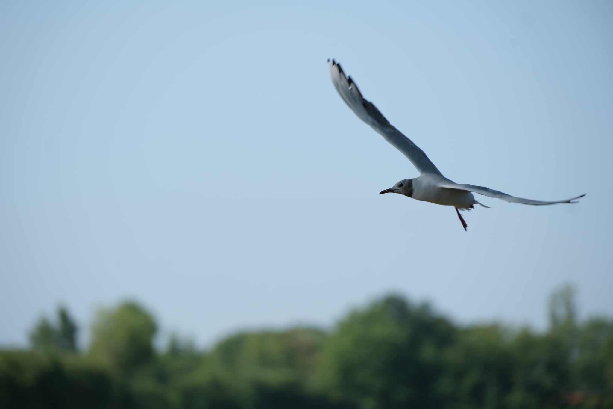 Seagull gliding in a clear blue sky above a blurred green treeline