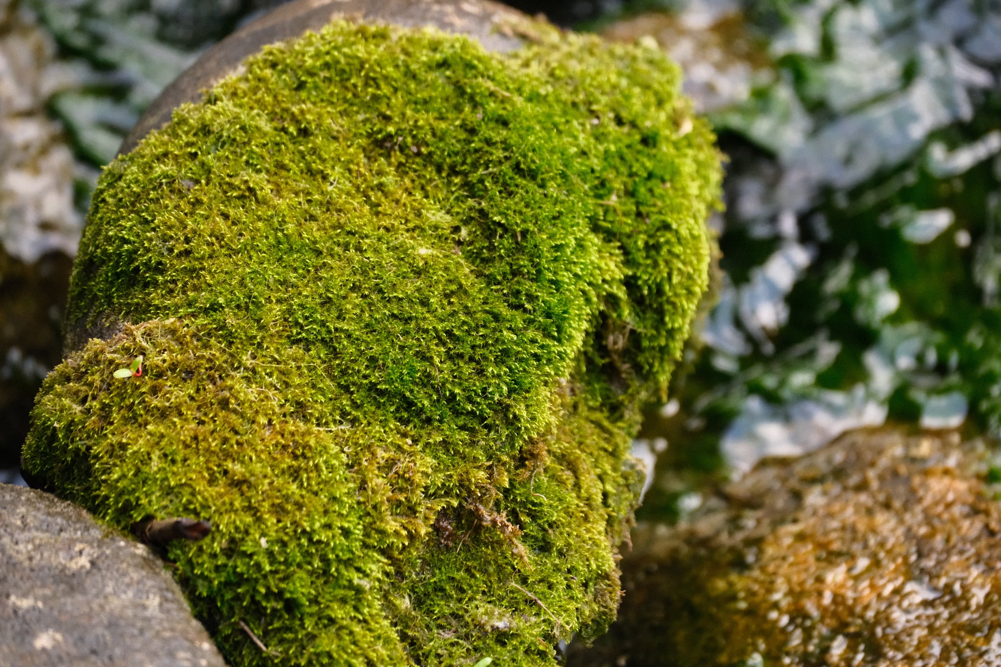 Close-up of a mossy green rock among stones and foliage in a natural outdoor setting