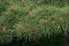 Close-up of green pine branches with long needles and small brown cones against a dark background
