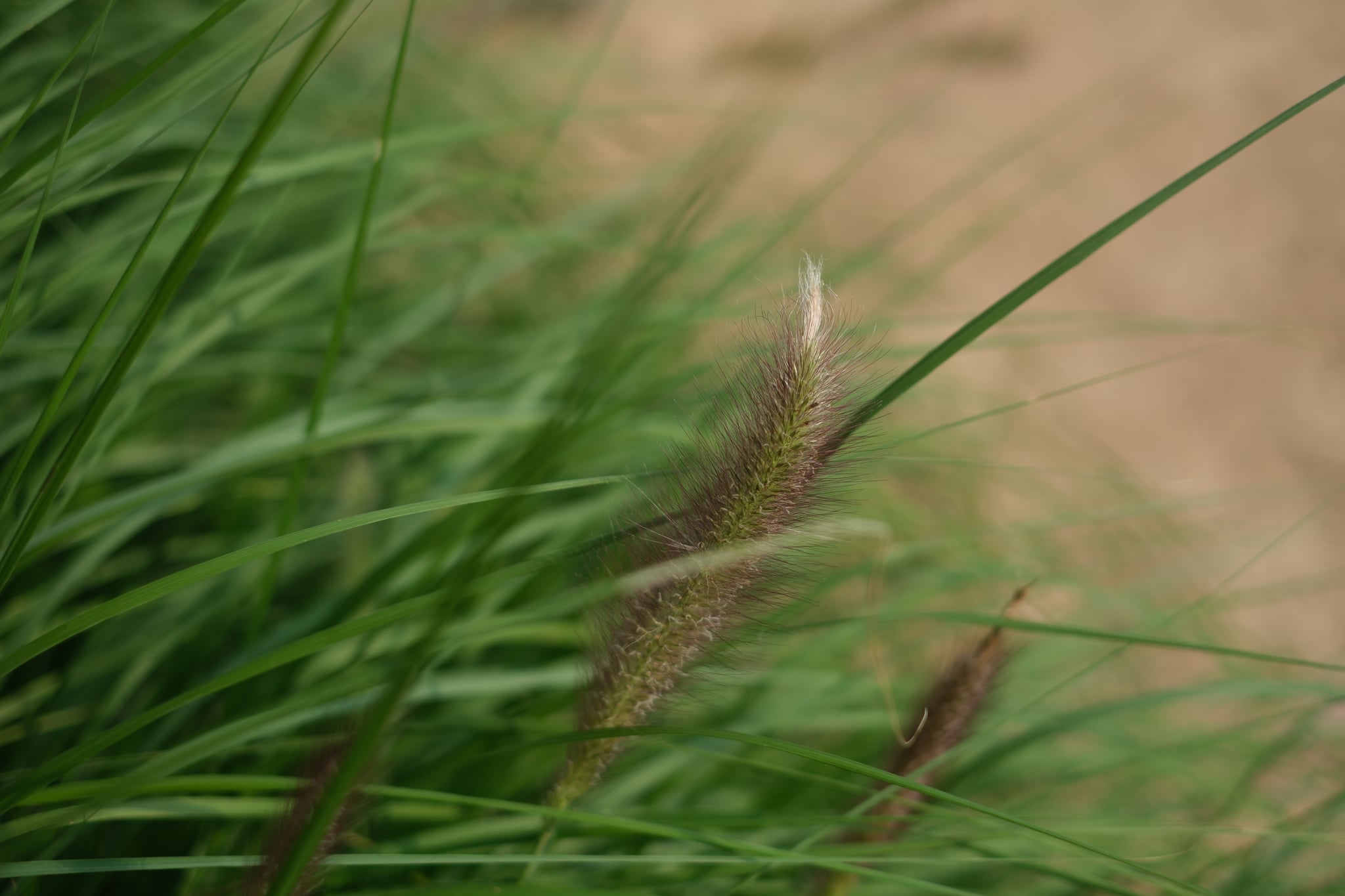 Close-up of green grass blades with seedheads against a soft, sandy blurred background