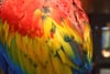 A close-up of a parrot's vibrant feathers, displaying a mix of red, yellow, green, and blue colors