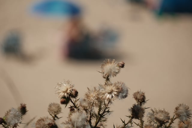 Dry thistle plants in sharp focus with a blurred beach scene in the background, including indistinct figures and umbrellas