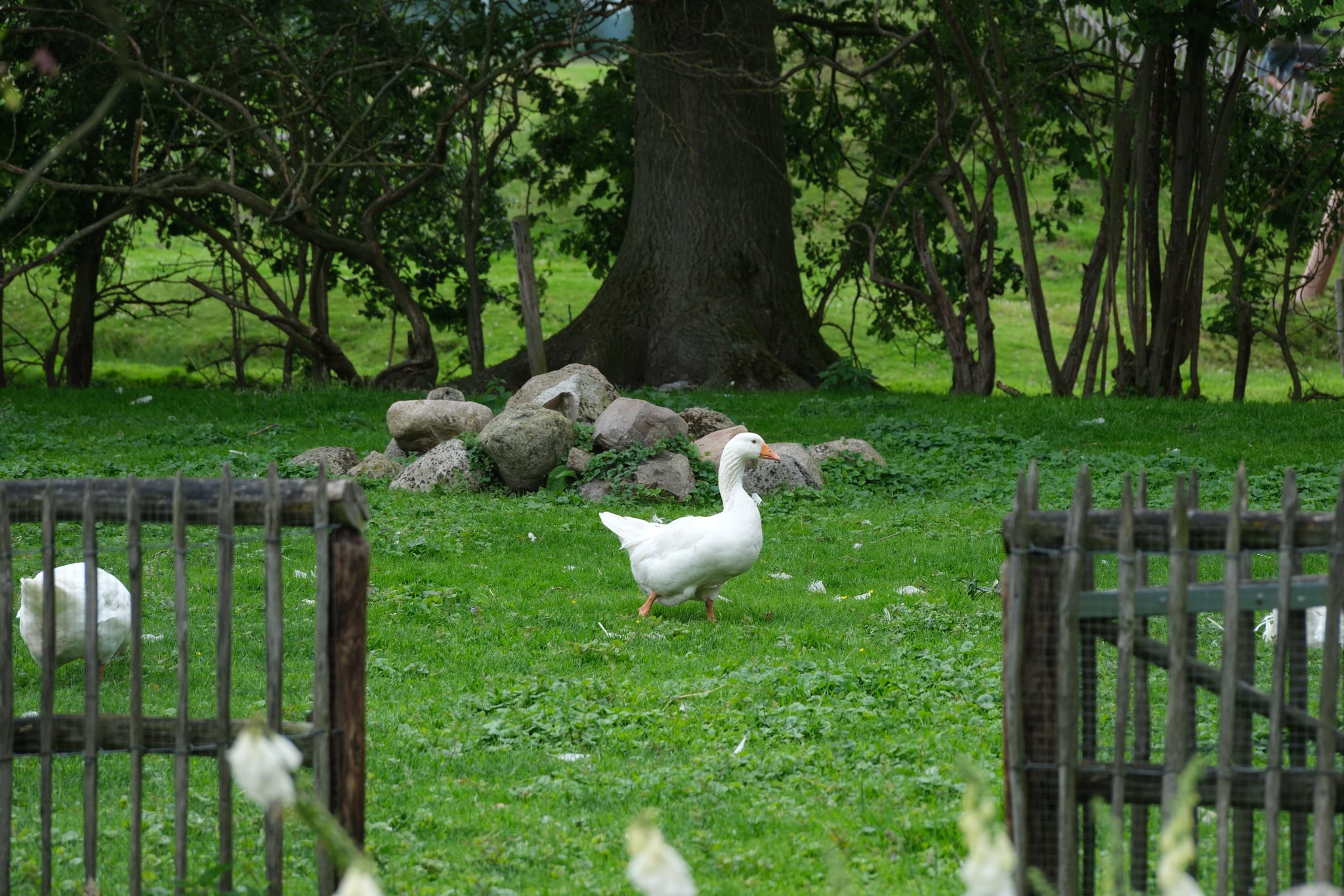 White geese grazing on green grass near a tree and wooden fences in a park setting