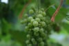 Close-up of green grape clusters hanging on a vine with blurred foliage in the background