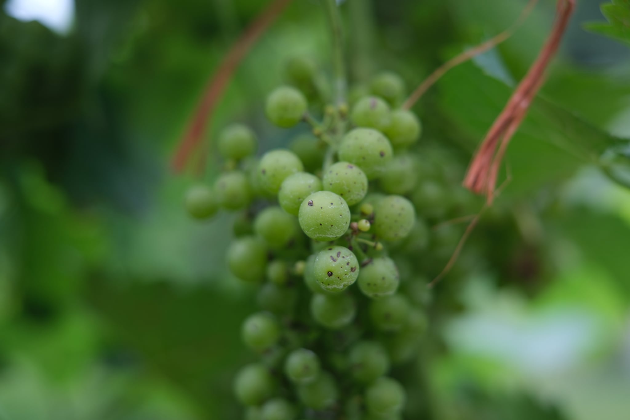 Close-up of green grape clusters hanging on a vine with blurred foliage in the background