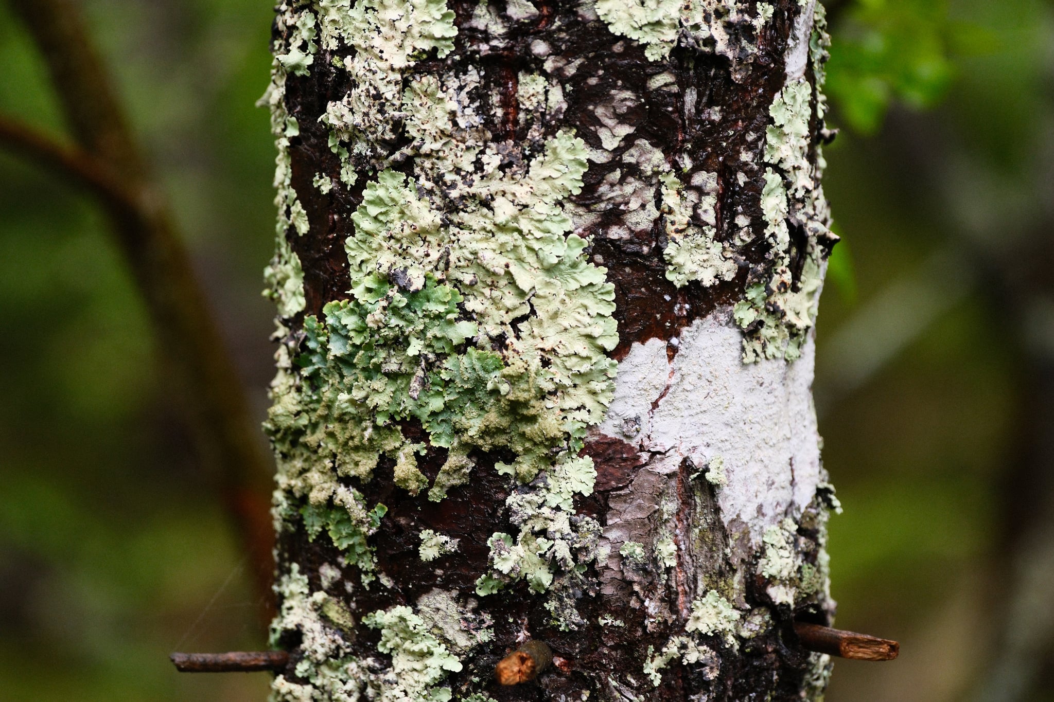 Close-up of a tree trunk with textured bark covered in white and green lichen against a blurred forest background