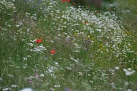 Sunlit meadow filled with delicate white wildflowers and scattered red poppies amid lush green grass