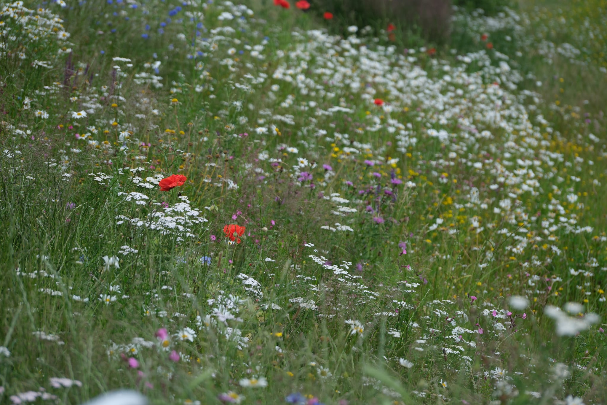 Sunlit meadow filled with delicate white wildflowers and scattered red poppies amid lush green grass