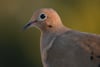 Close-up profile of a mourning dove with soft brown plumage against a blurred green background