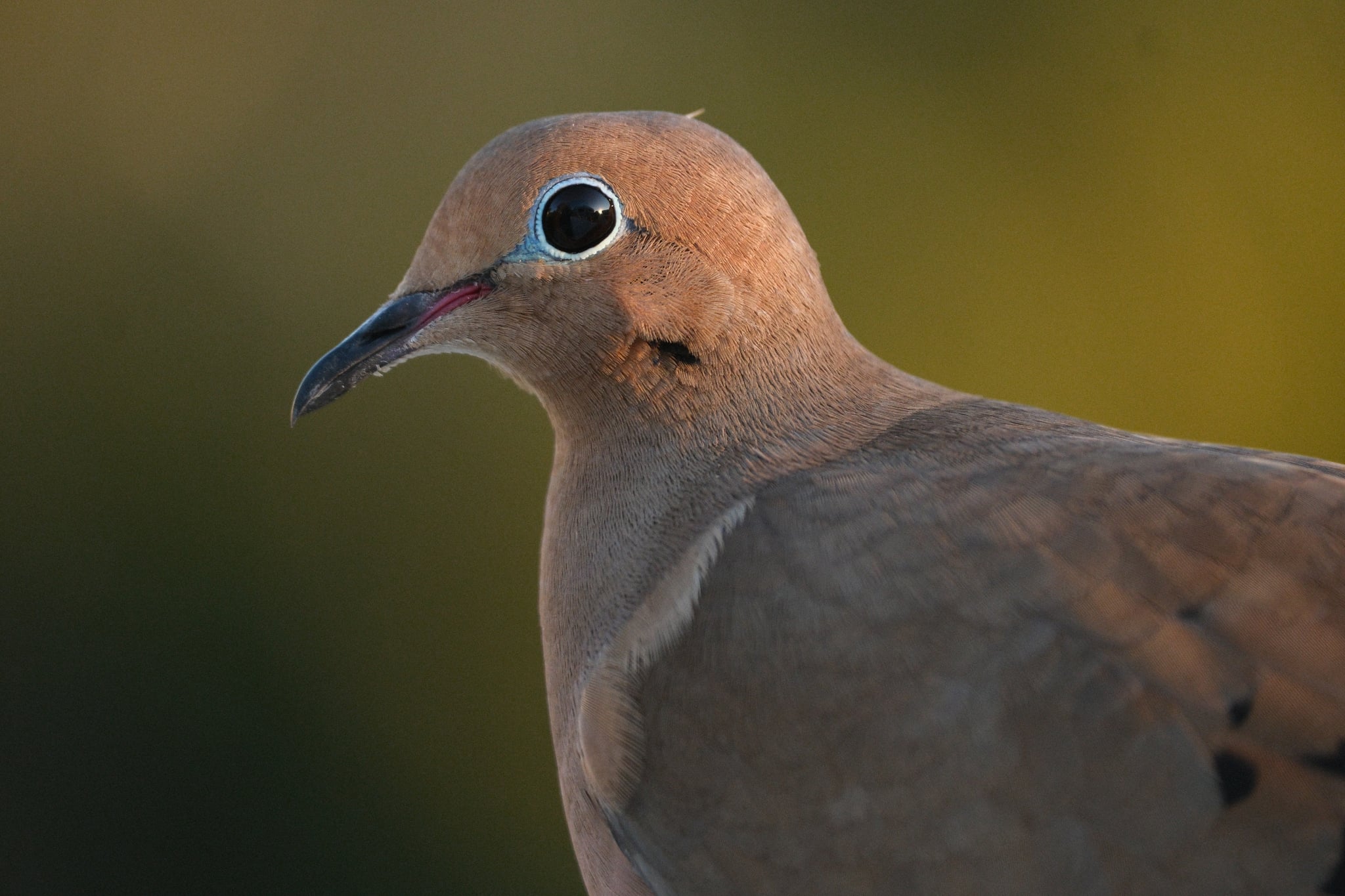 Close-up profile of a mourning dove with soft brown plumage against a blurred green background