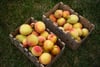 Two wooden crates filled with ripe peaches resting on grass outdoors