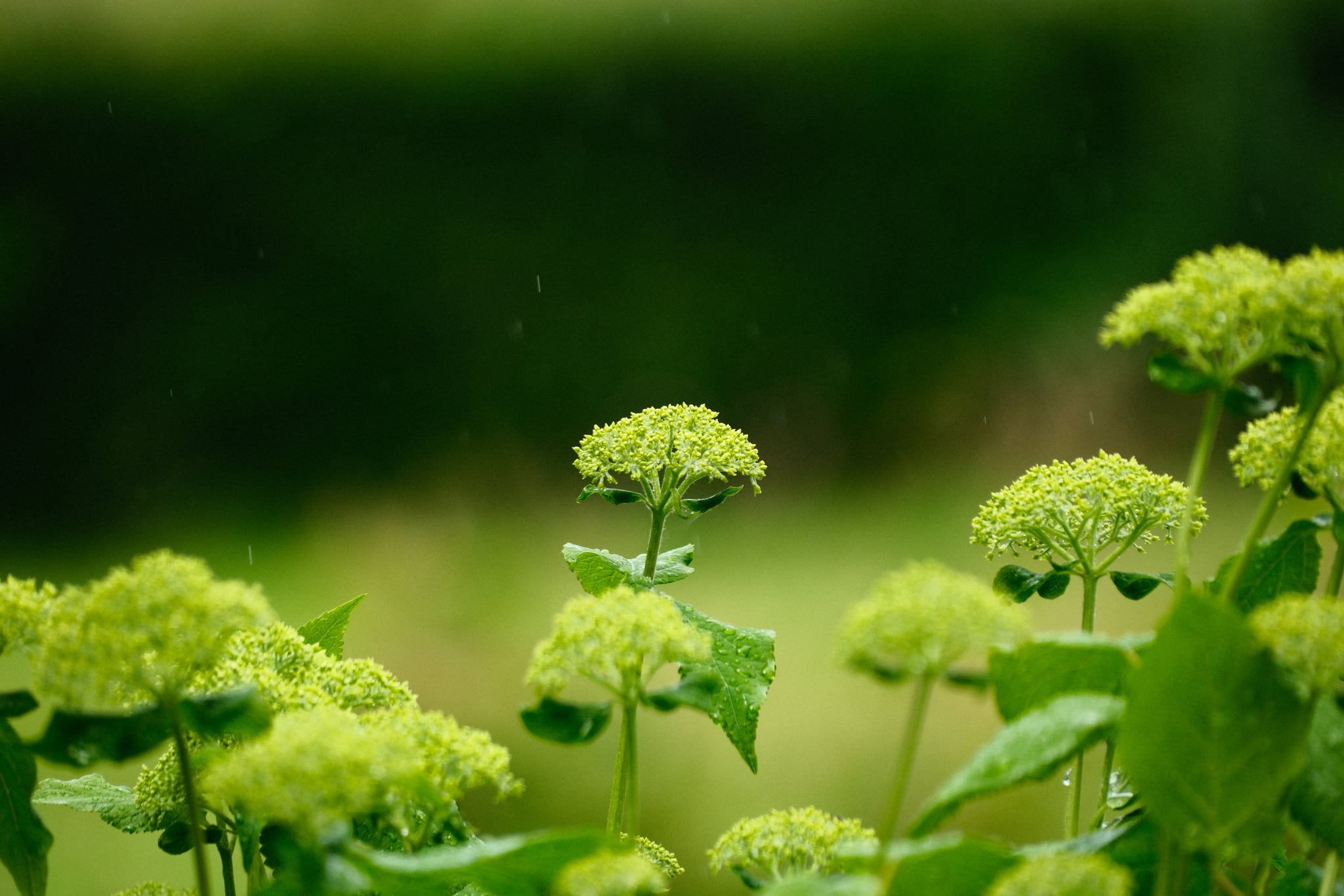Close-up of small green flowers against a softly blurred background