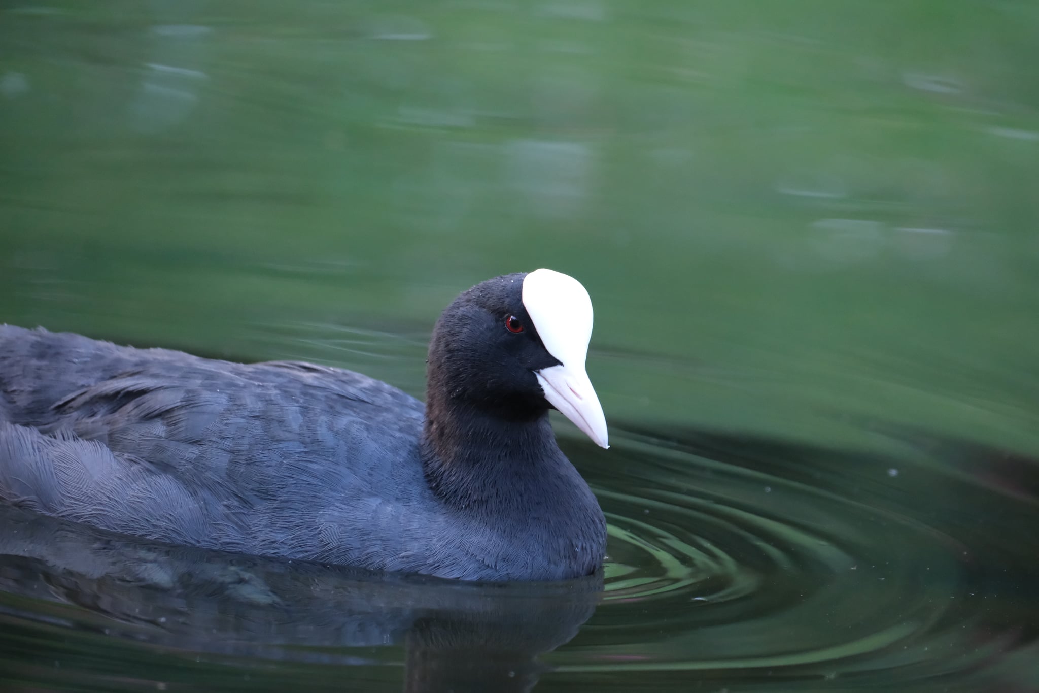 Eurasian coot gliding across calm green water, leaving circular ripples behind
