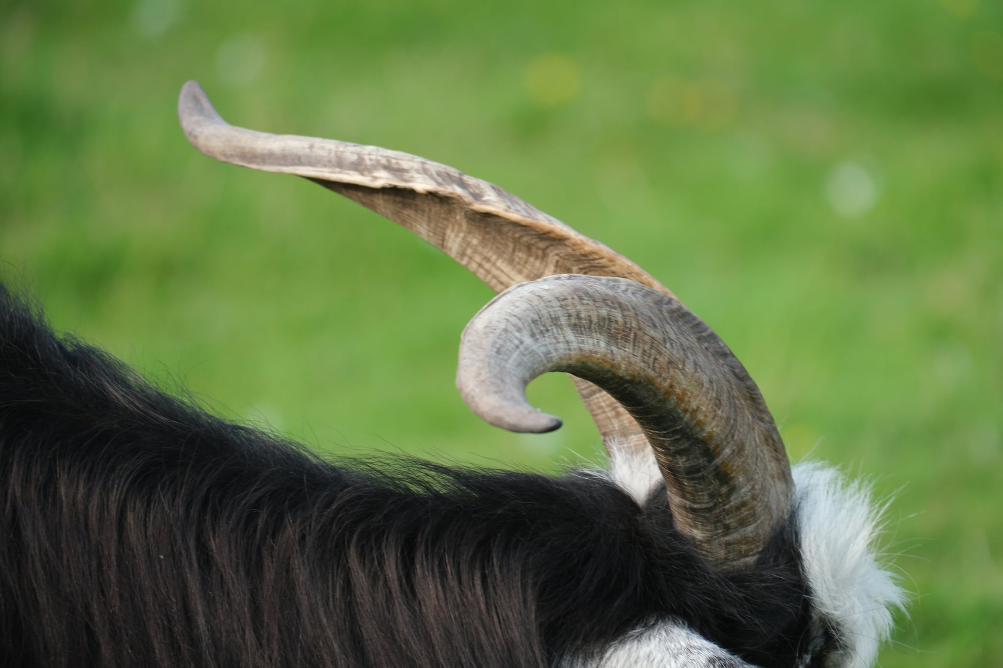Close-up of a curved horn on a black ram or sheep against a green grassy background