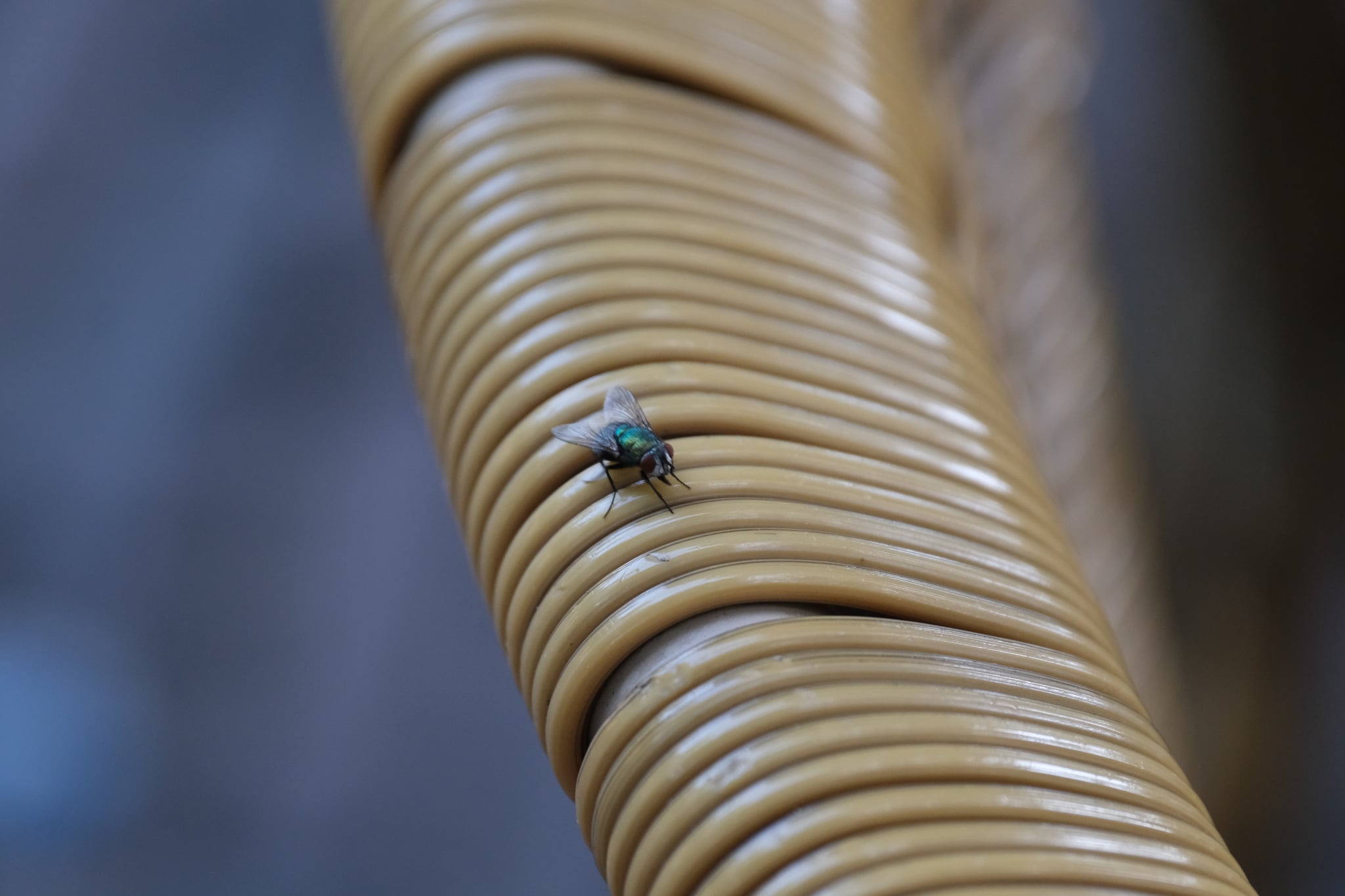 Close-up macro of a housefly resting on a curved rattan wicker surface with soft blurred background