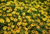 Dense carpet of yellow daisy-like flowers with dark centers and lush green foliage