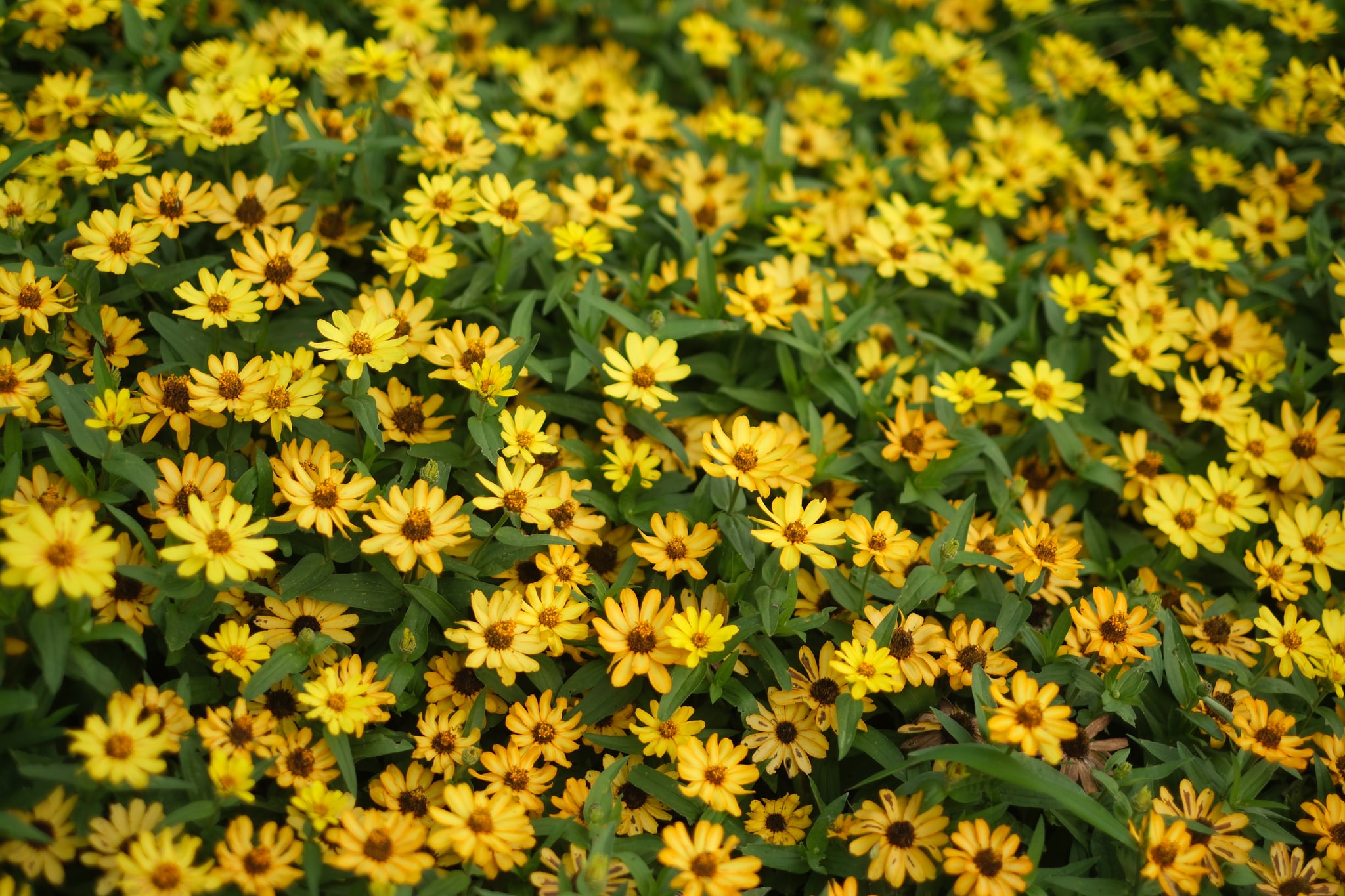 Dense carpet of yellow daisy-like flowers with dark centers and lush green foliage